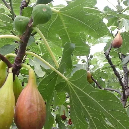 Laurus Apartment Malinska
