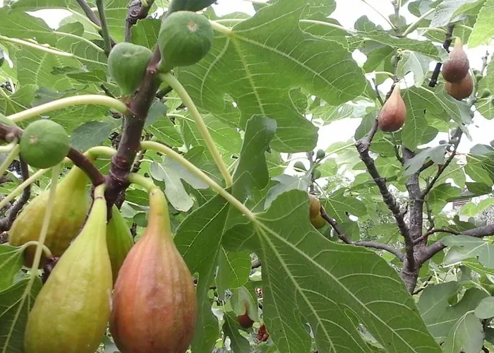 Laurus Appartement Malinska