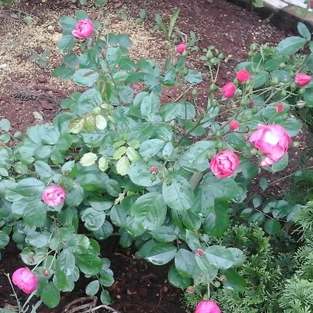 Laurus Малинска